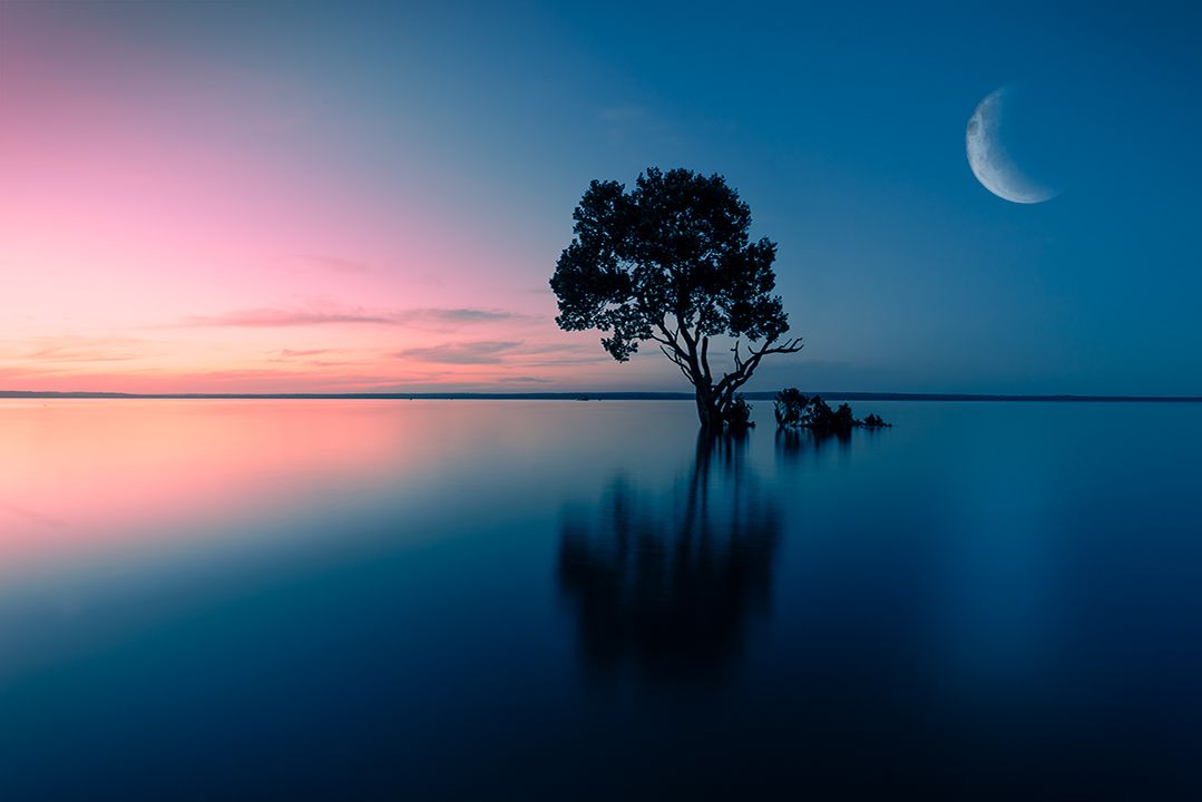 Silhouette of a lone tree against pink and blue twilight sky with crescent moon over still water.