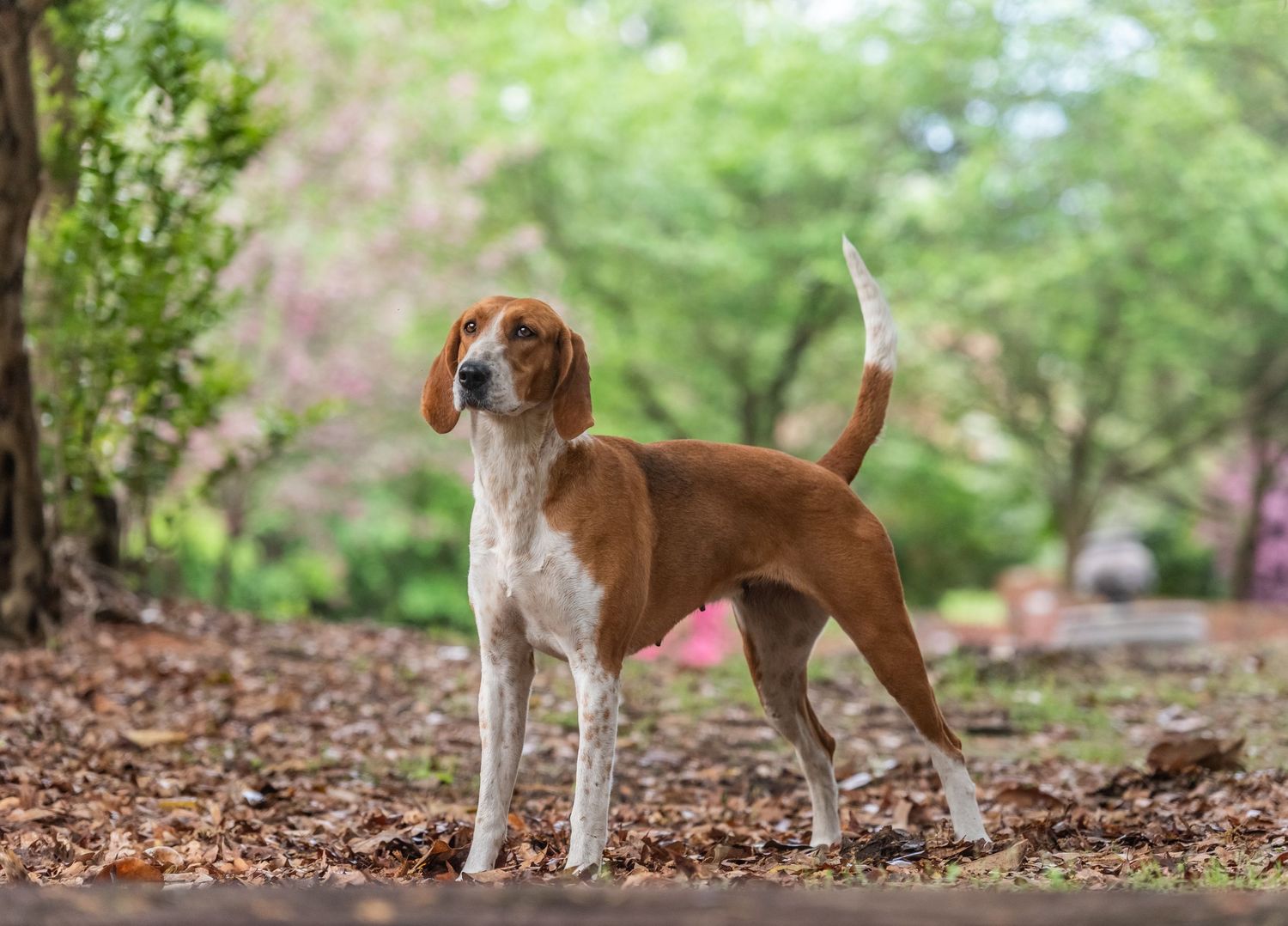 American Foxhound show dog poses during spring photoshoot in Florence, South Carolina during dog portrait session.