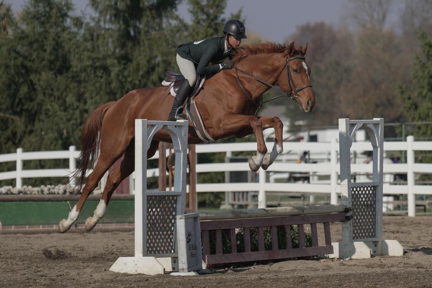 A chestnut horse and rider clear a jump during an equestrian show jumping competition with white fences in background.