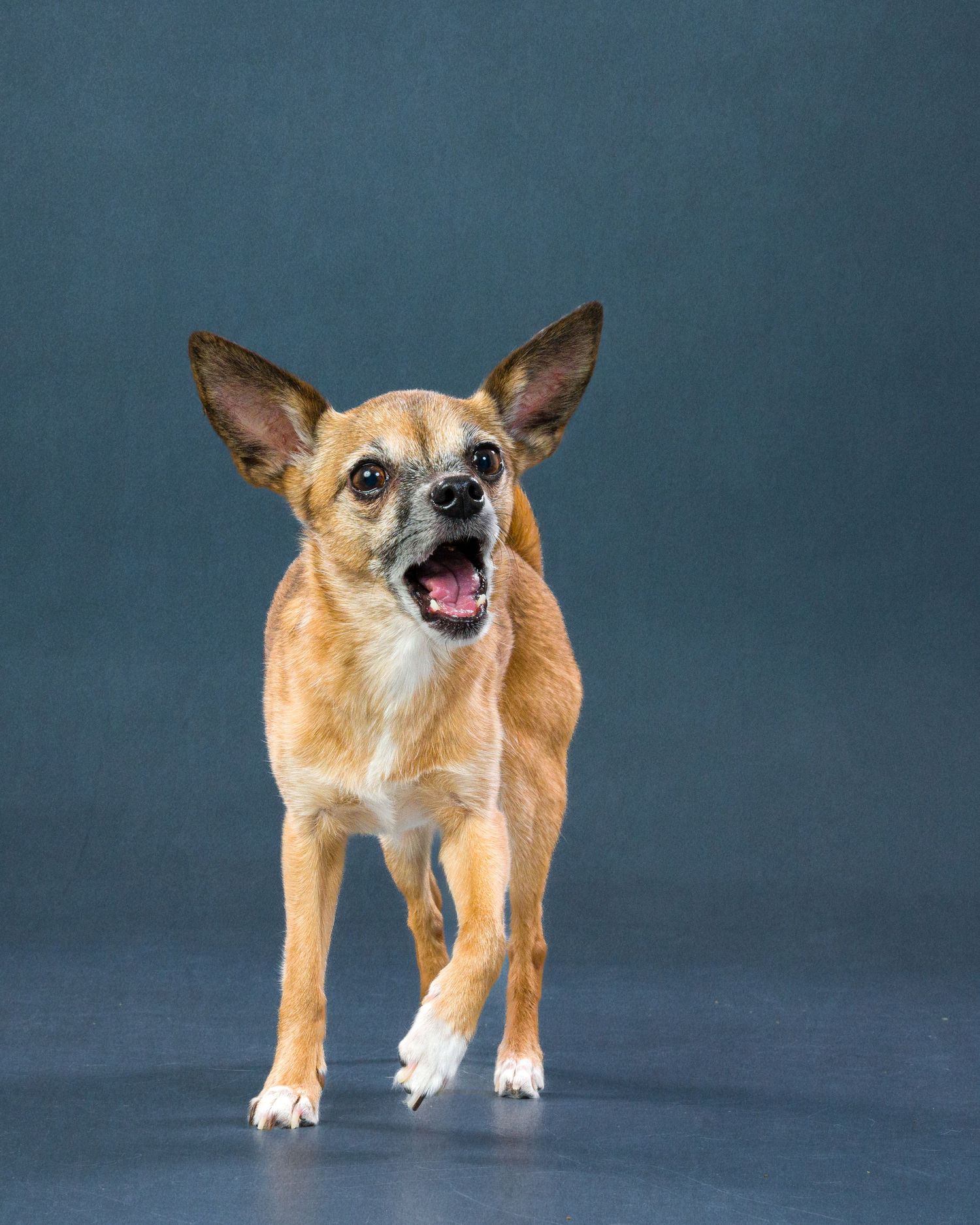 Wall art for pet lovers