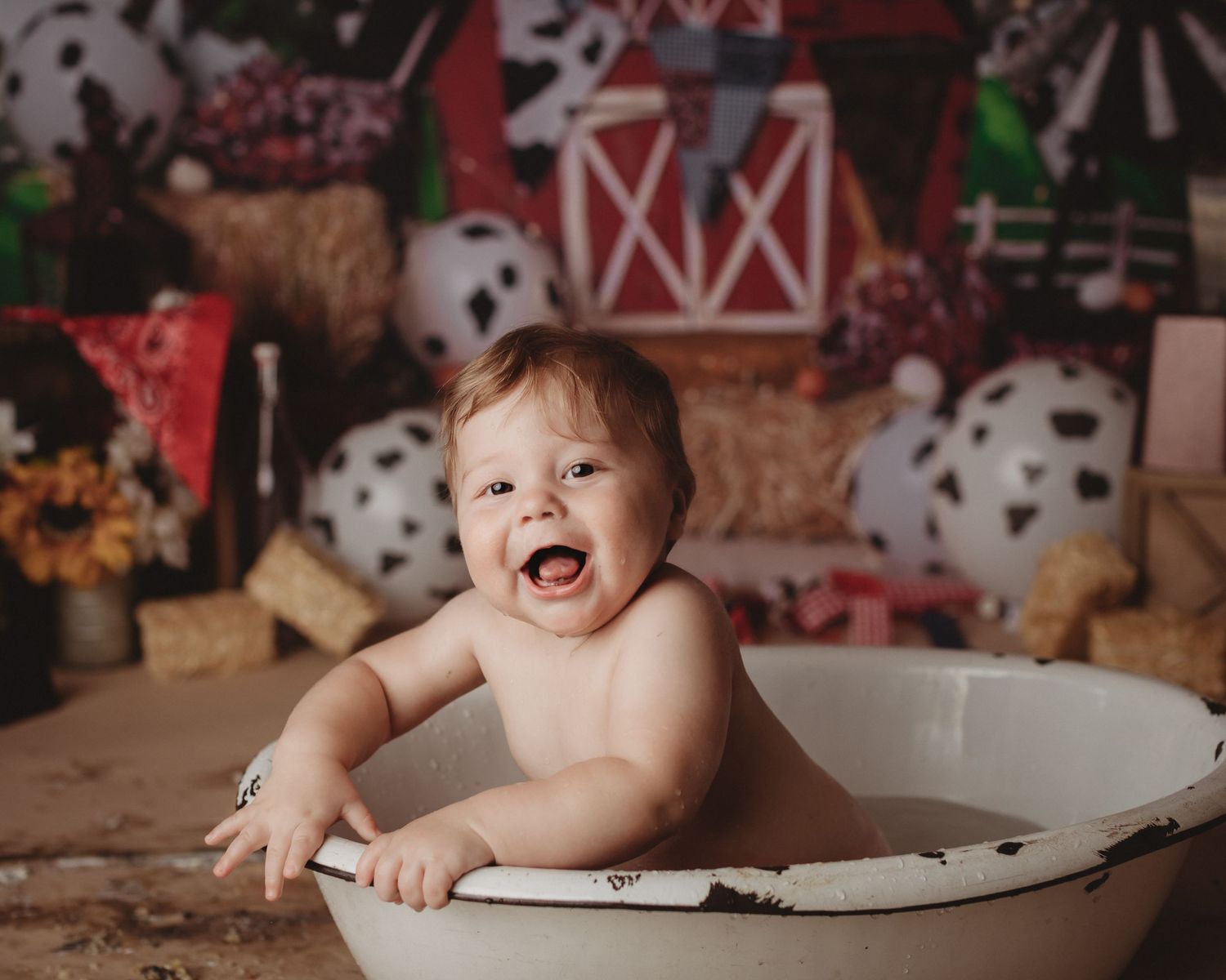 Maine cow-themed toddler cake smash professional photo shoot