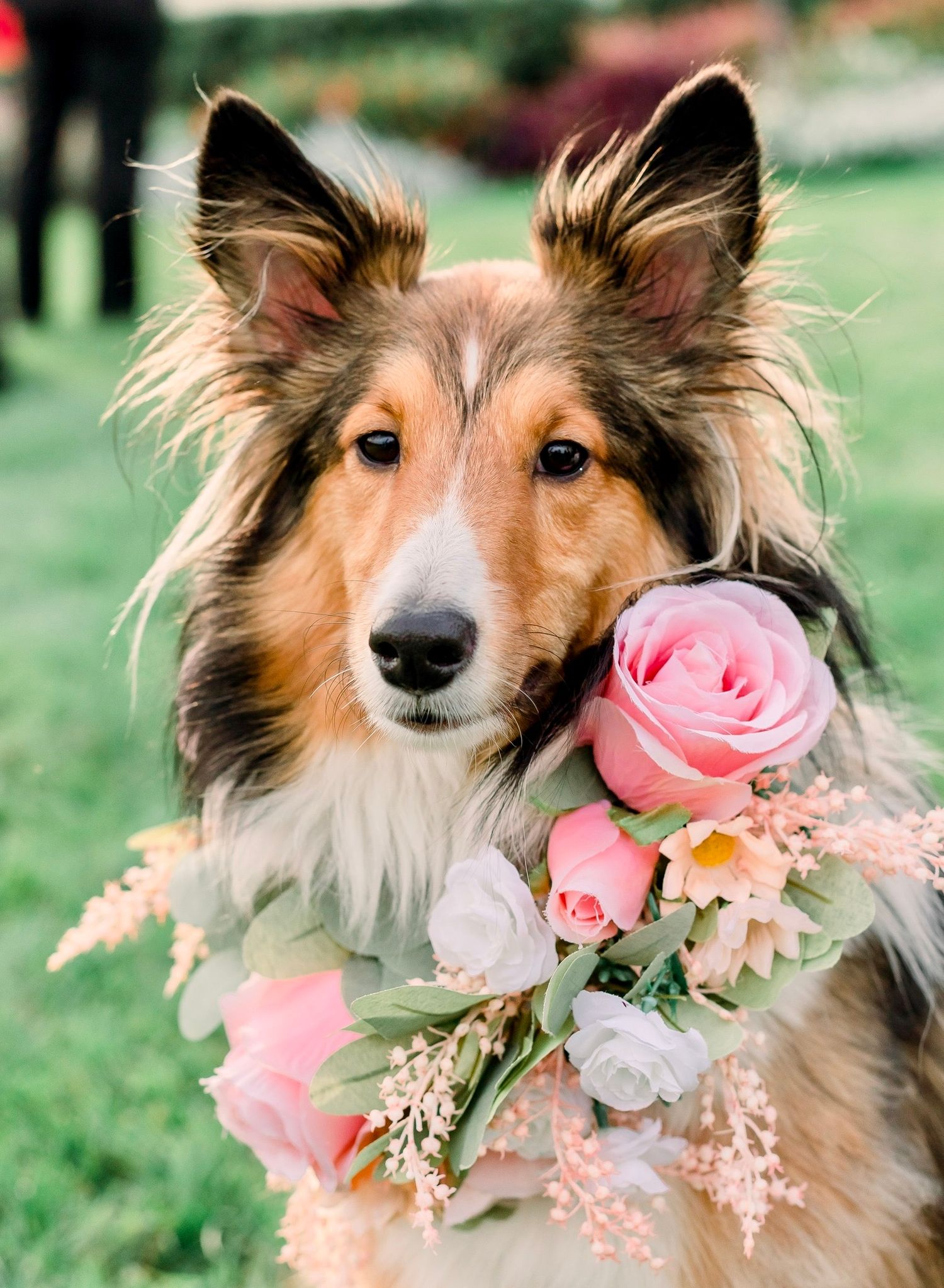 Shetland Sheepdog wearing a delicate pink rose and floral collar decoration.