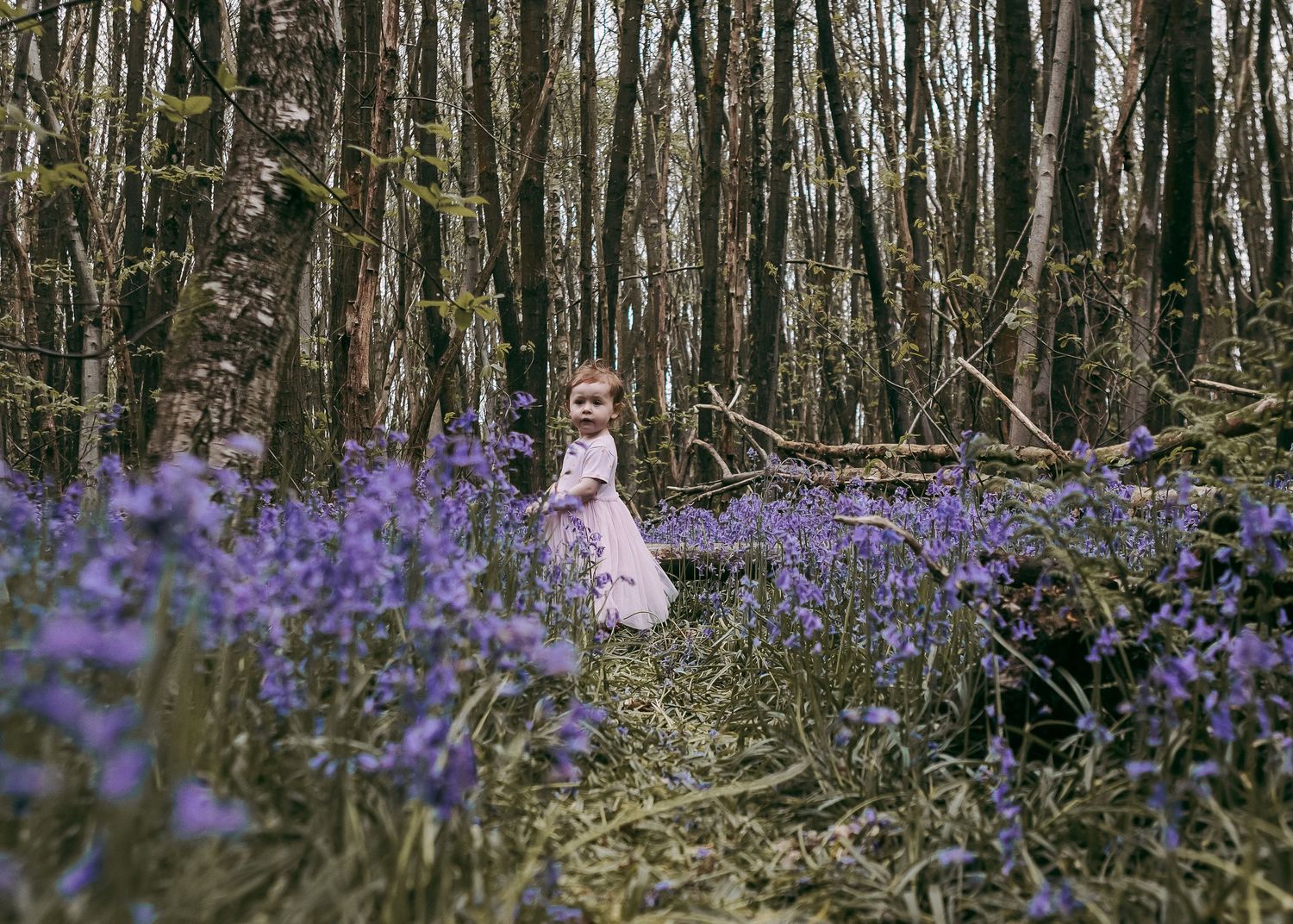 Through all Seasons, Portraits in the Bluebells