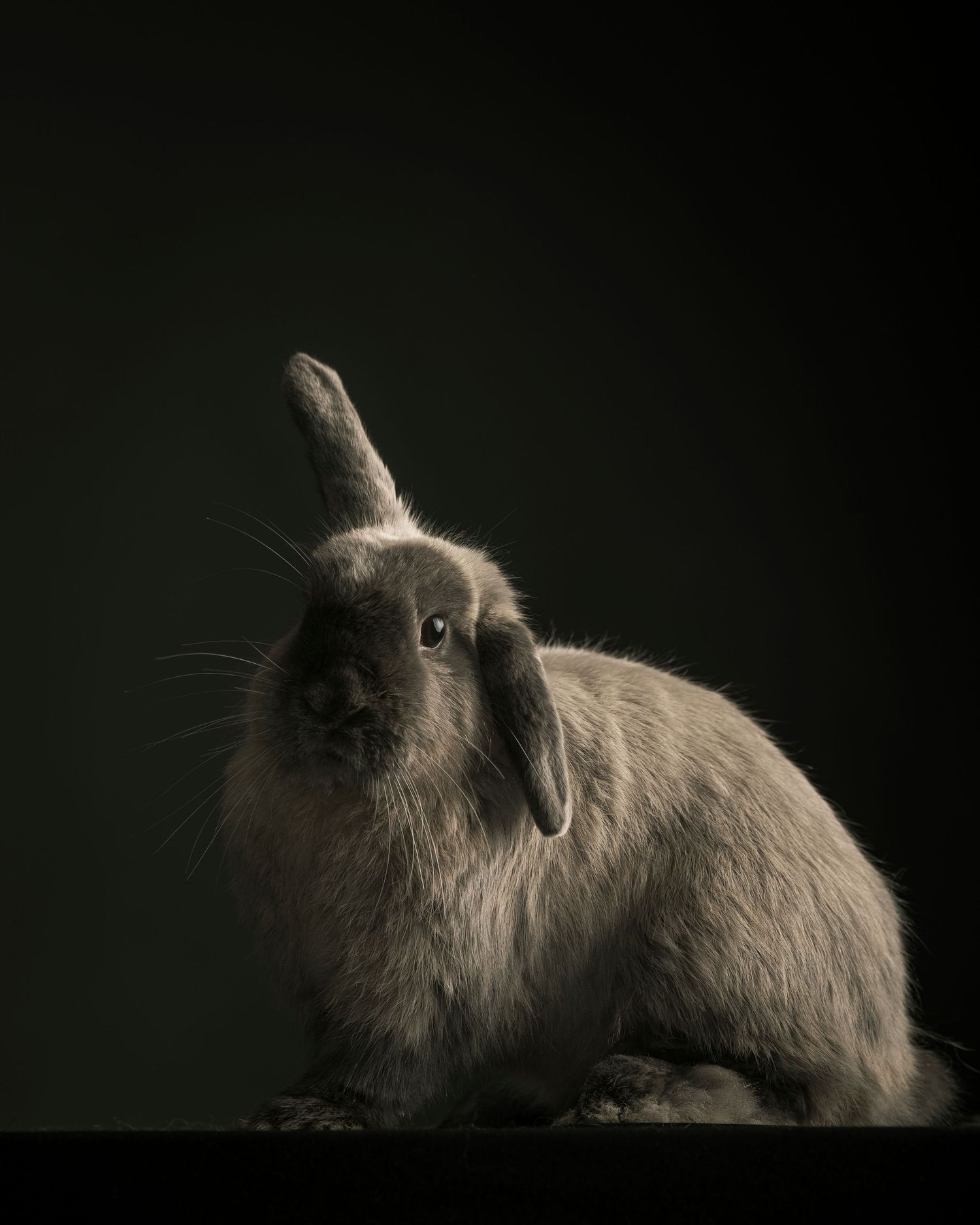 In Studio Rabbit Portrait