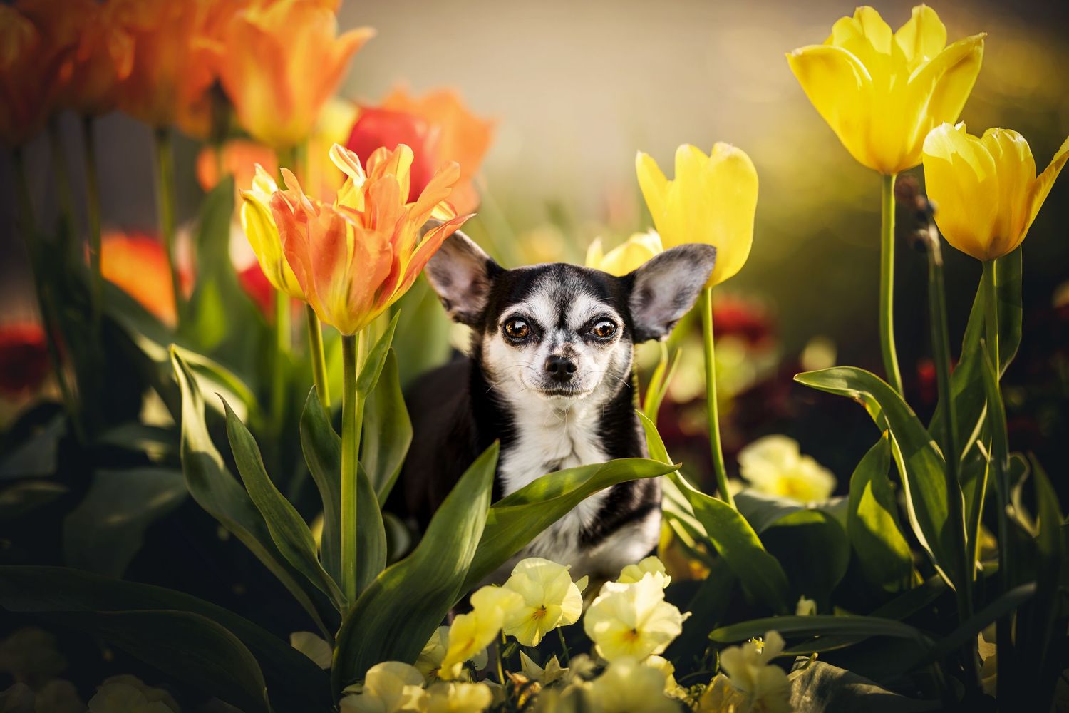 Small dog peering through vibrant yellow and orange tulips in a spring garden.