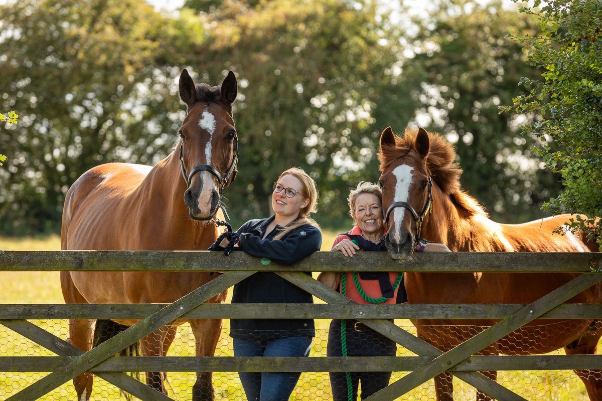 Two majestic horses pose behind a wooden fence in a sunlit field.