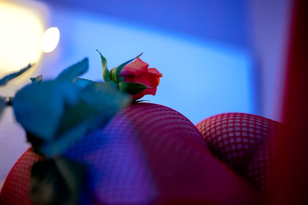 A red rose rests against a textured pink surface with dramatic blue lighting creating a moody atmosphere.