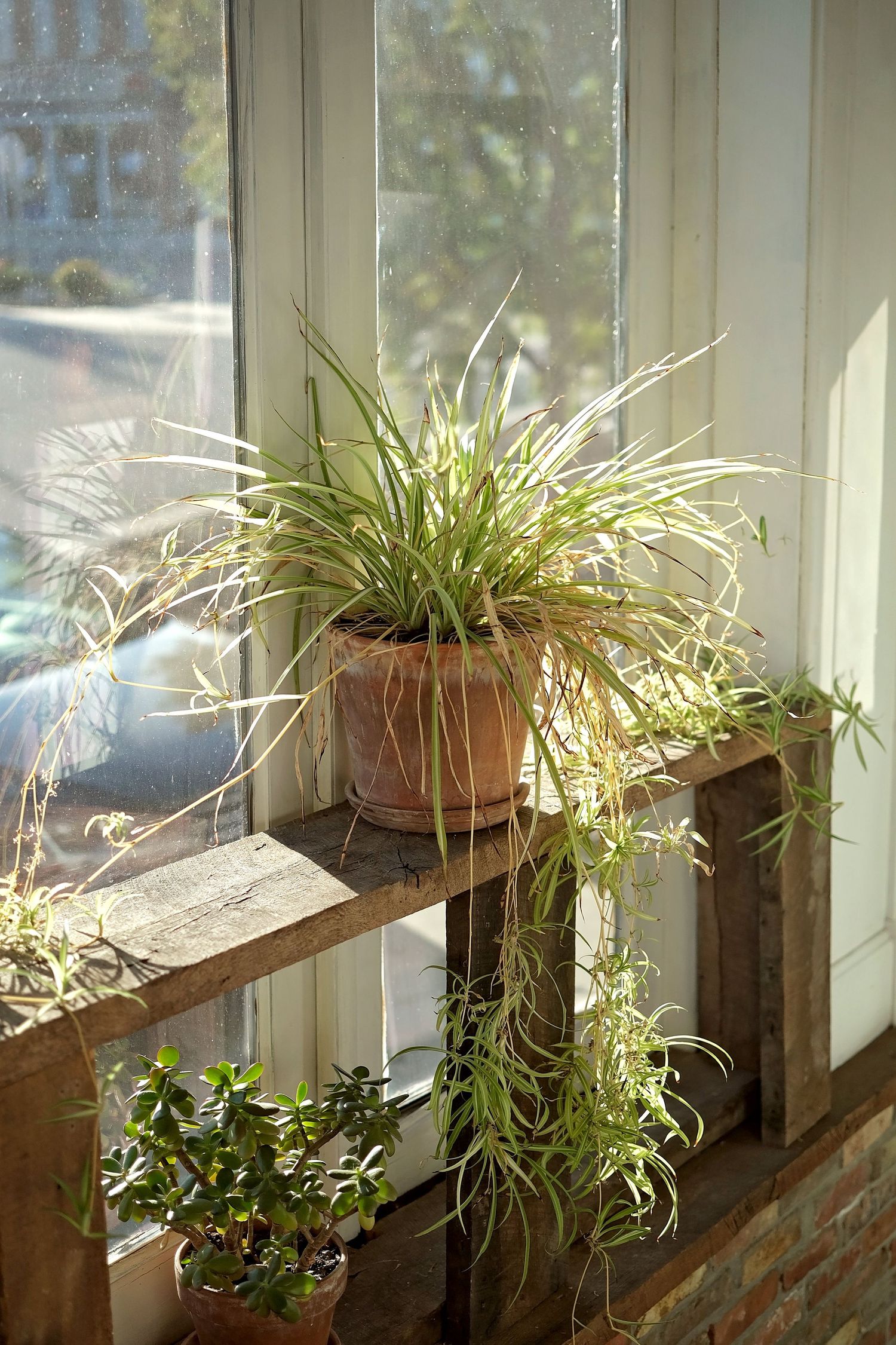 The cafe is adorned with greenery.
