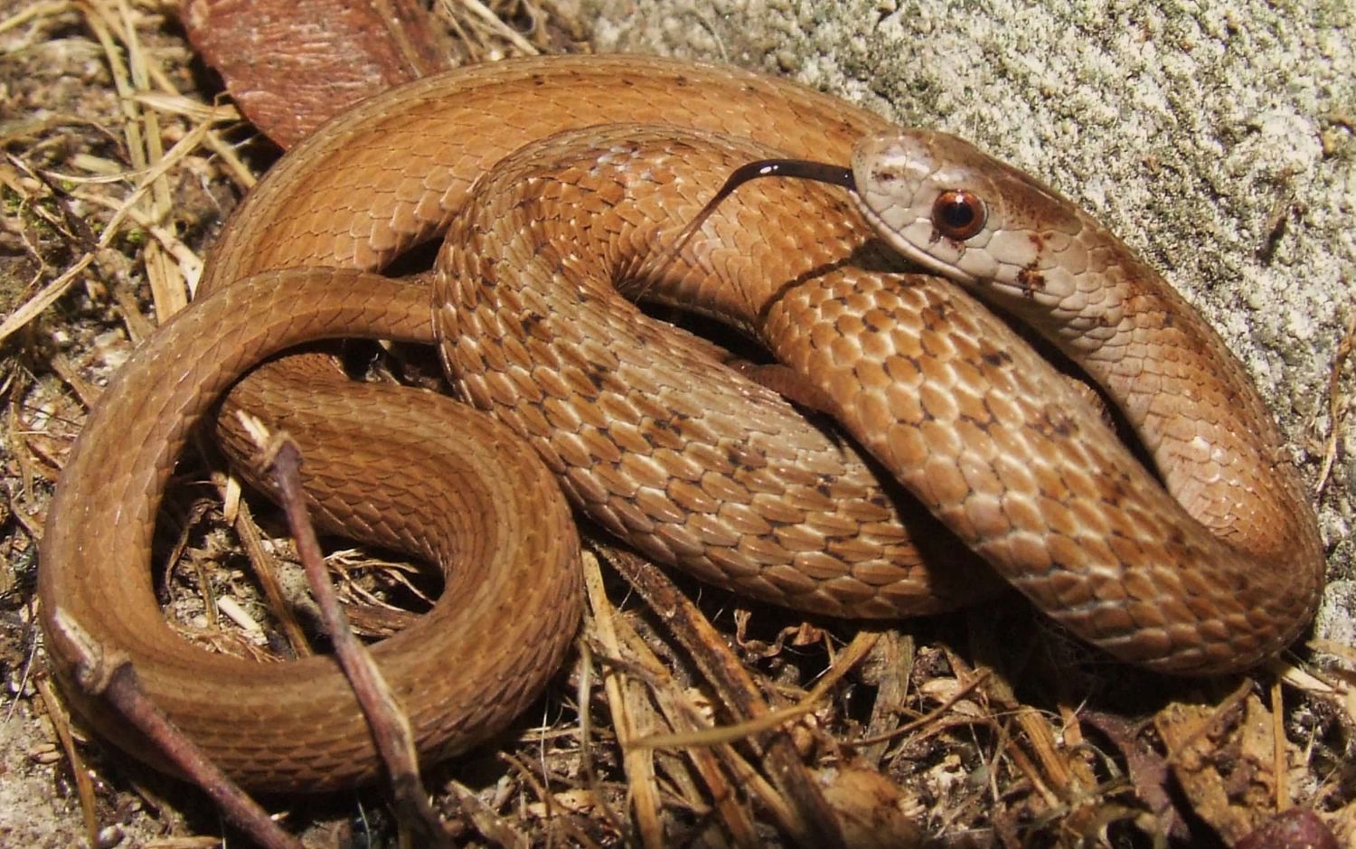 Gone herping
