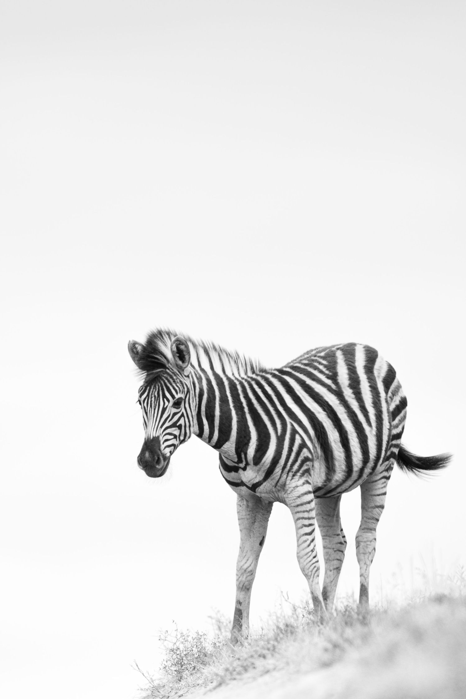 A sequence of zebras walking across a misty savanna landscape in black and white.