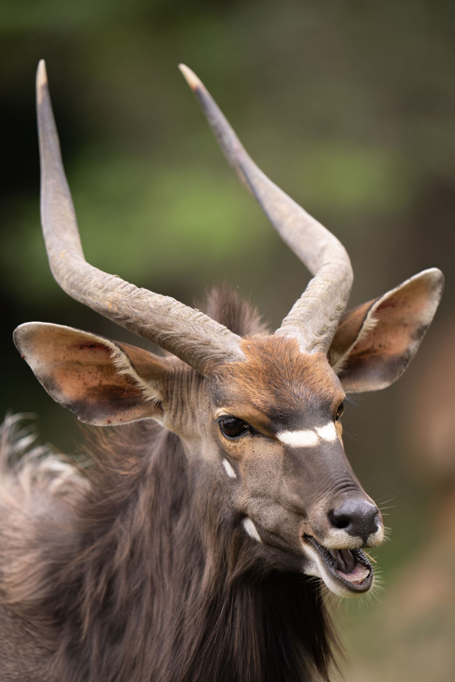 Close-up profile shots of a nyala antelope with distinctive curved horns.