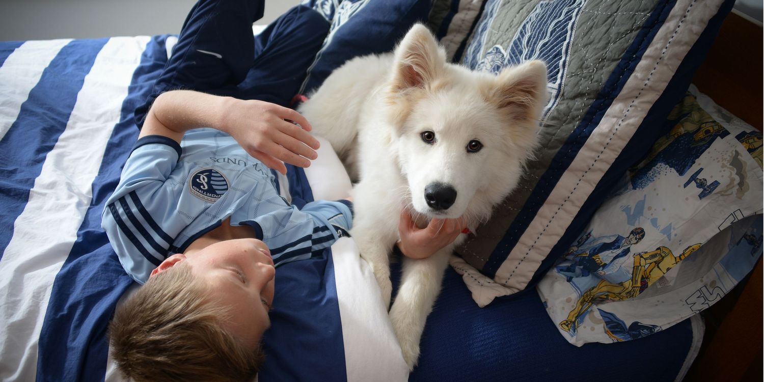 White fluffy dog lounging on blue and white striped bedding indoors.