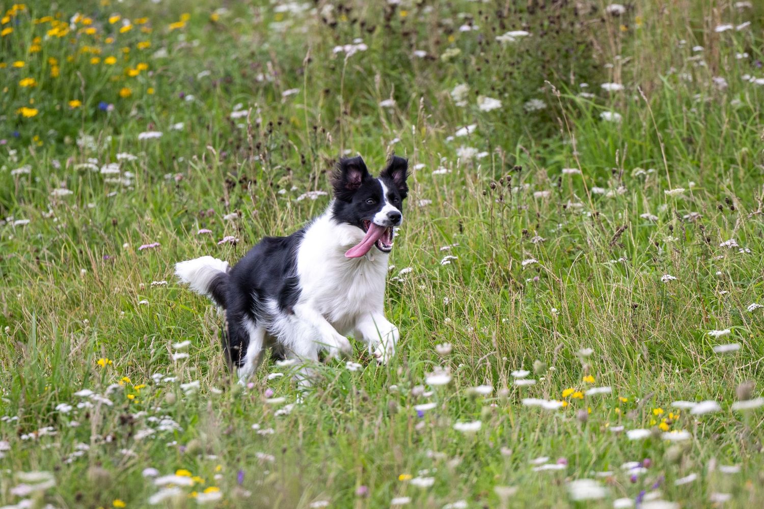Molly the Collie 1