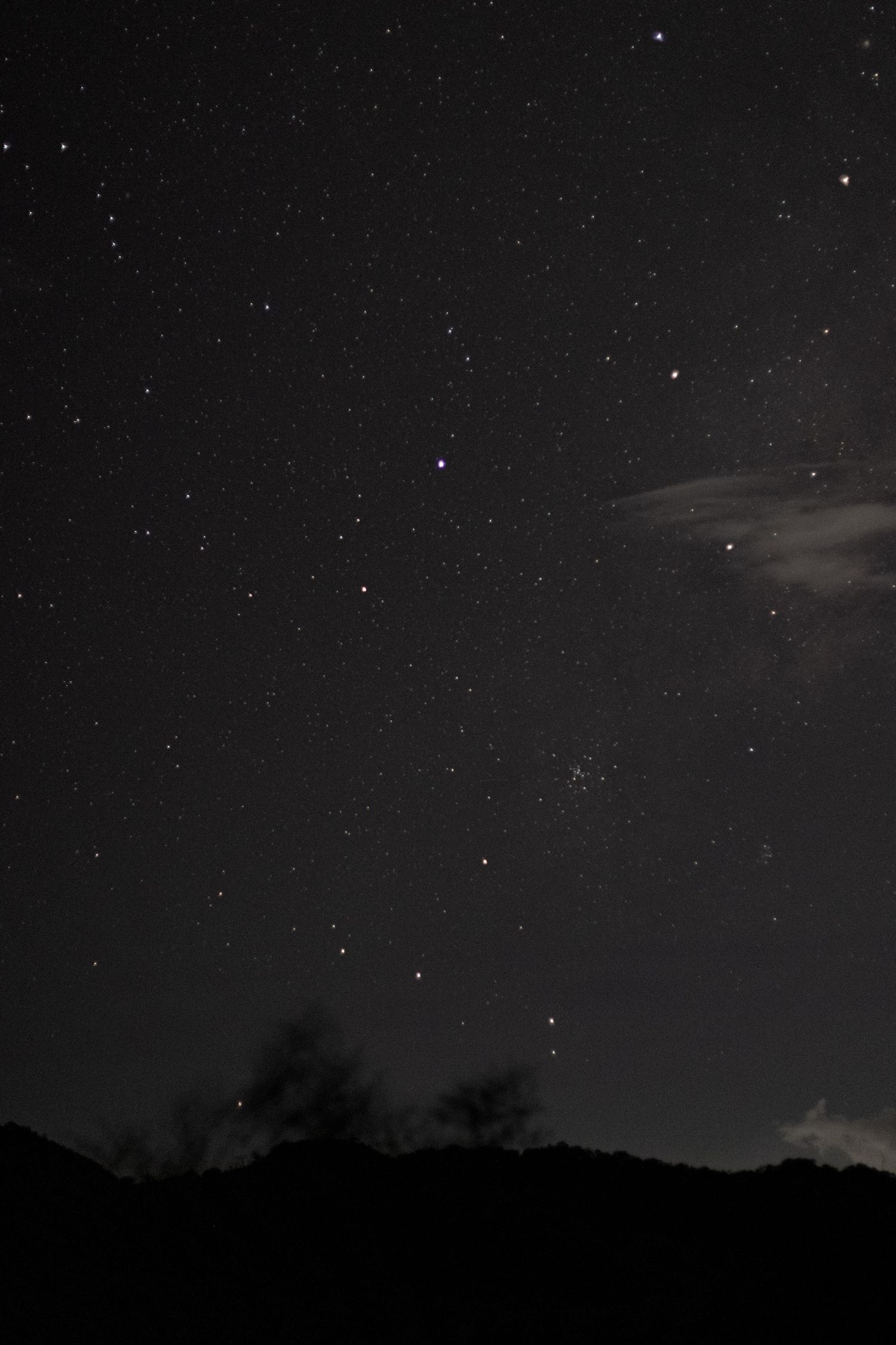 A starry night sky with dark silhouettes of trees against a black background.