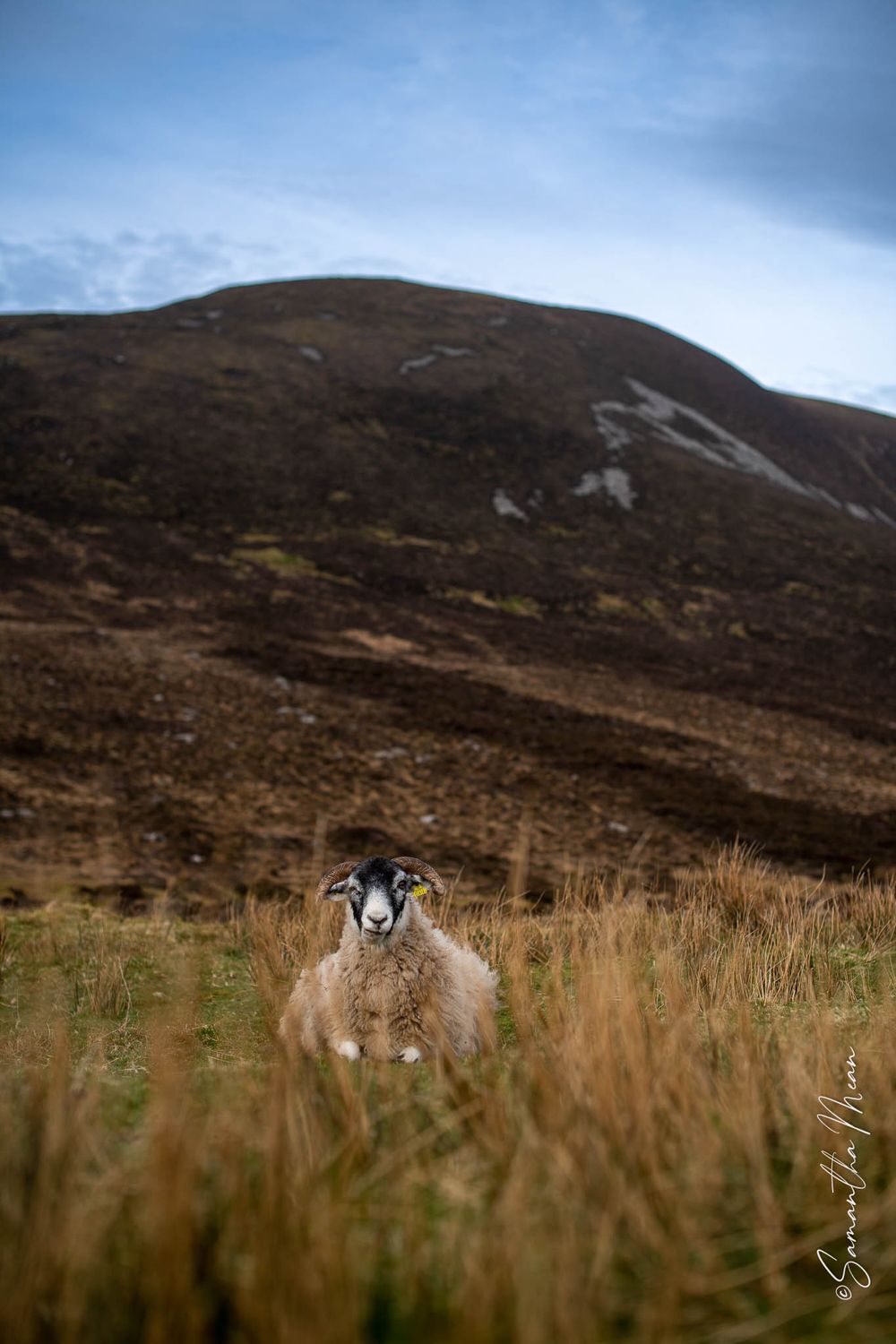 Donegal