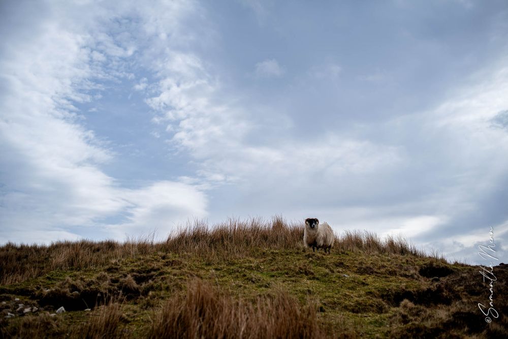 Donegal