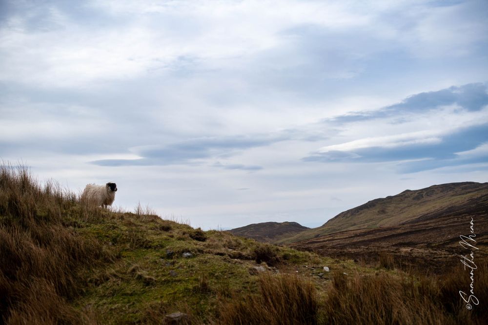 Donegal