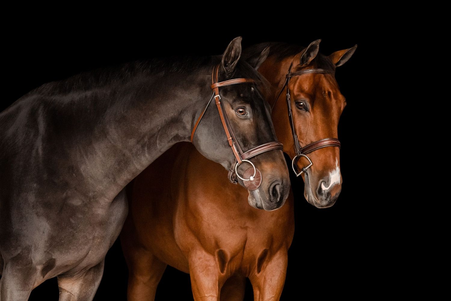 Bay warmblood horses black background
