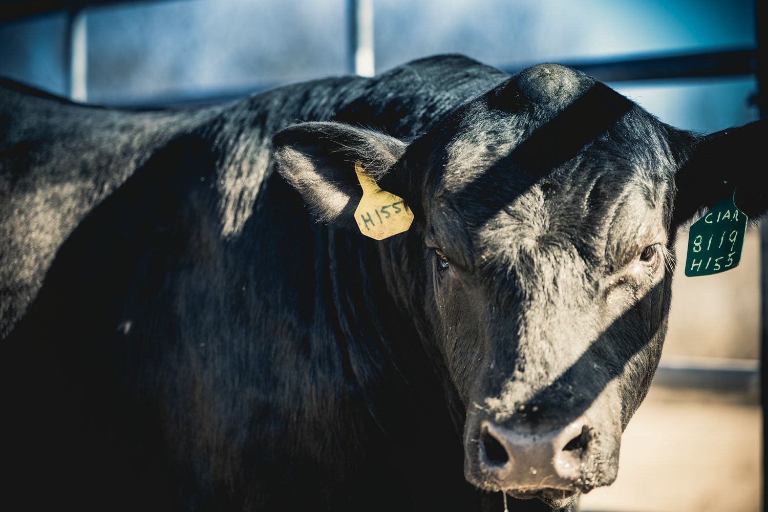 Close-up profile of black cattle with yellow ear tag against blue background.