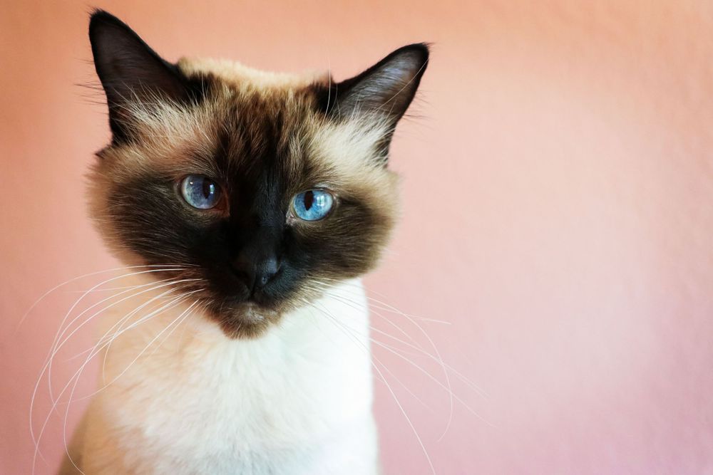 Pet Portrait Year 1