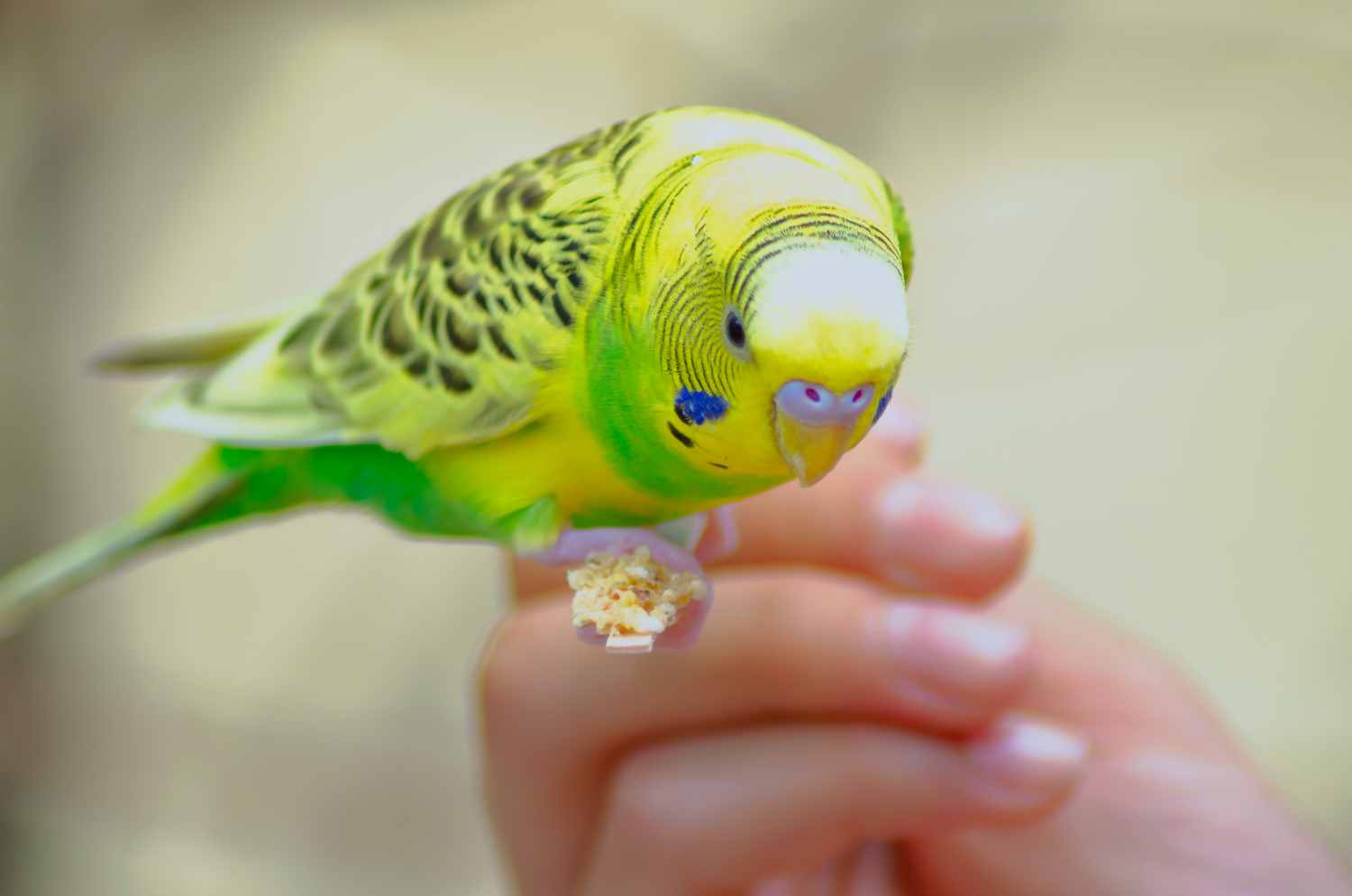 Close-up of a green and yellow budgie perched delicately on a finger.
