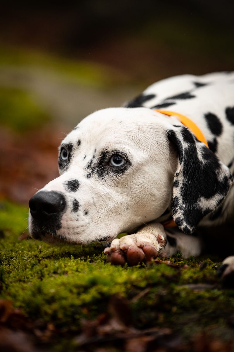 A close-up portrait of a resting Dalmatian dog with intense eyes on mossy ground.