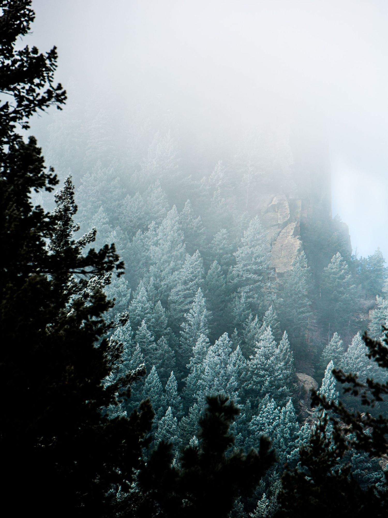 Misty evergreen forest with snow-covered pine trees creating a moody atmospheric mountain landscape.