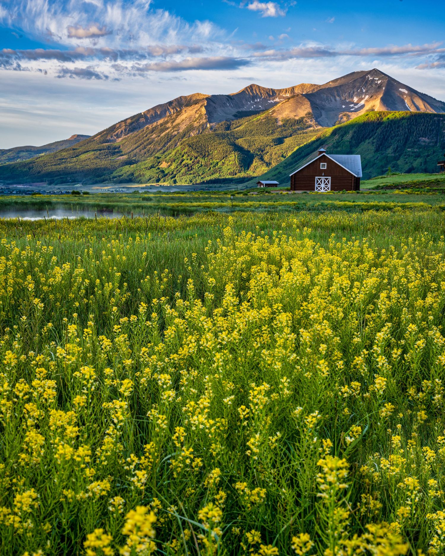 Wildflower shot of a Crested Butte barn by Denver Drone, Hospitality, Travel & Tourism photographer Captain Colorado Photography.