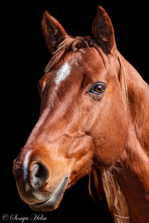 Close-up portrait of a chestnut horse with a white marking on its face against a black background.