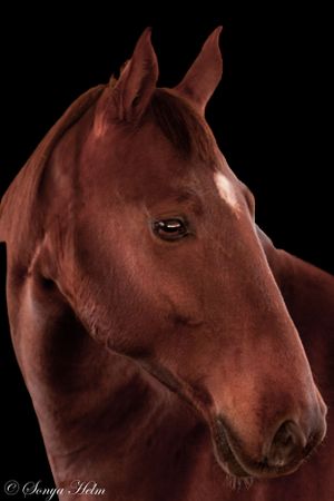 Dramatic portrait of a bay horse's head against dark background showing detailed facial features.