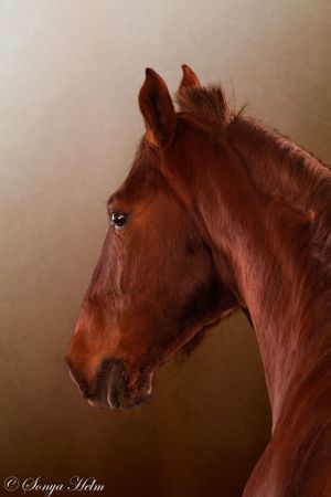 Noble bay horse portrait in profile showing strong neck and refined head structure.