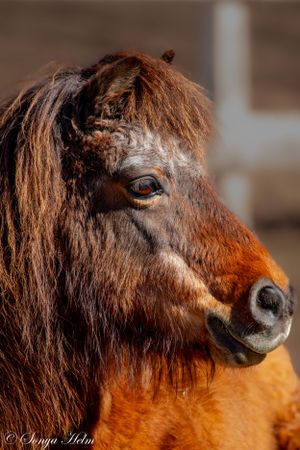 Portrait of a fuzzy winter-coated pony with bright eye in warm sunlight.