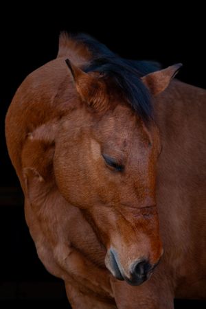 Profile of a sleeping or resting bay horse against black background.