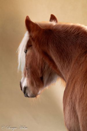Profile view of a reddish-brown horse with flowing mane in soft lighting.
