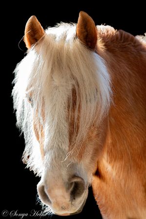 Portrait of a haflinger horse with flowing blonde mane against dark background.