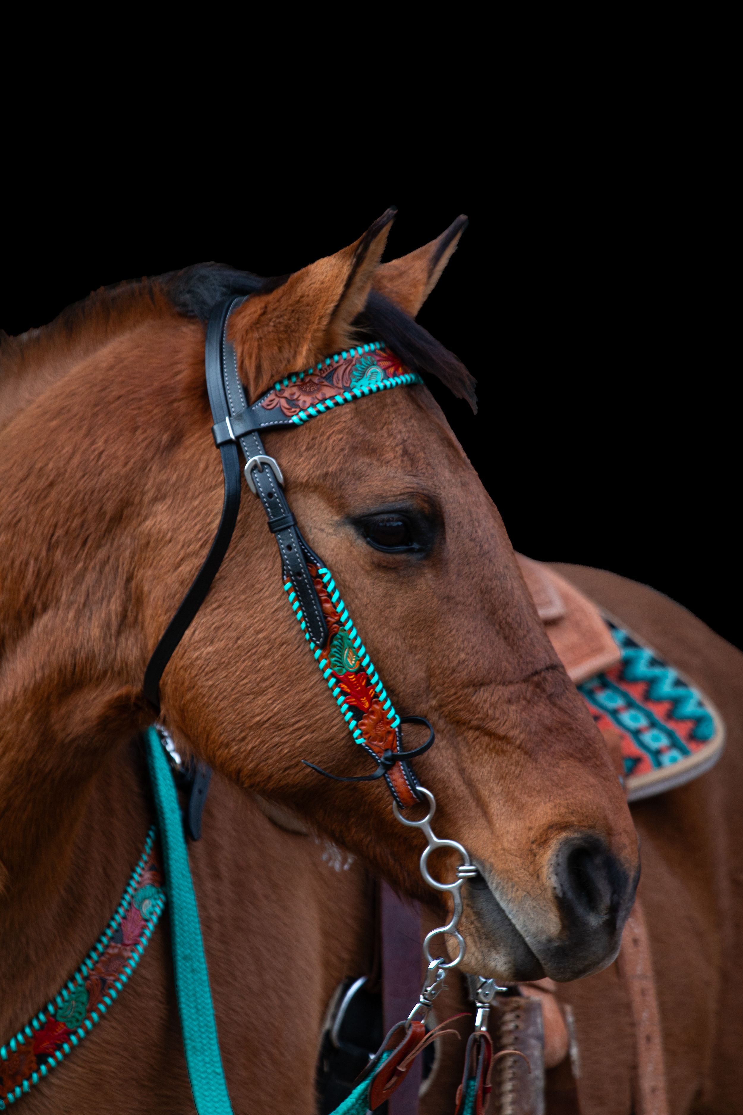 Brown horse wearing turquoise and red beaded bridle and tack against black background.