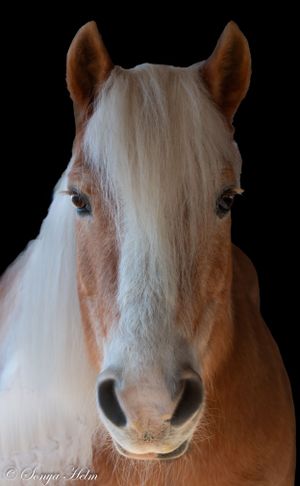 Head shot of a Haflinger horse with distinctive cream-colored mane against black background.