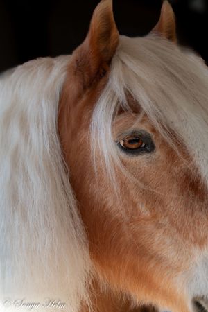 Close-up of a cream colored horse's eye and face with flowing white mane.
