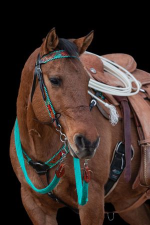 Brown horse wearing turquoise tack and western saddle against black background.