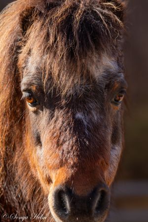 Detailed close-up of a shaggy pony's face showing warm brown eyes and textured coat.
