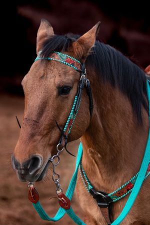 Close-up of bay horse wearing decorative turquoise and beaded bridle set.