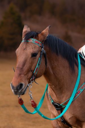 Bay horse wearing turquoise and beaded show bridle with matching reins.