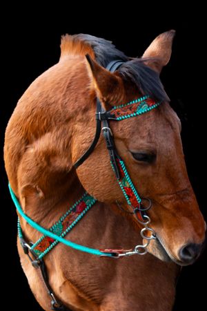 Close-up portrait of a chestnut horse wearing turquoise decorative bridle against black background.