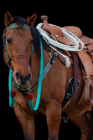 Western saddle and turquoise tack on bay horse against black background.