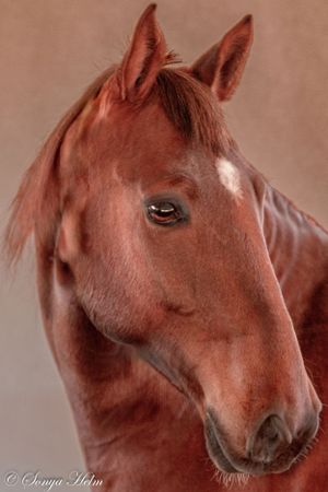 Close-up of an elegant chestnut horse head showing expressive eye and alert expression.