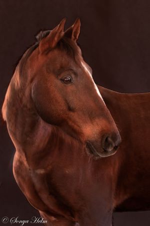 Close-up portrait of a chestnut colored horse with alert ears against a dark background.