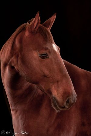 Portrait of a bay horse with alert ears and gentle expression against dark backdrop.