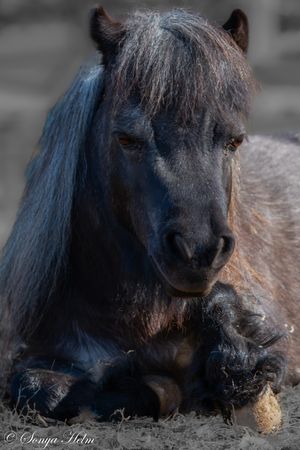 Small dark pony with shaggy winter coat resting near hay.