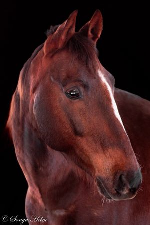 Close-up portrait of a chestnut horse's head against black background.