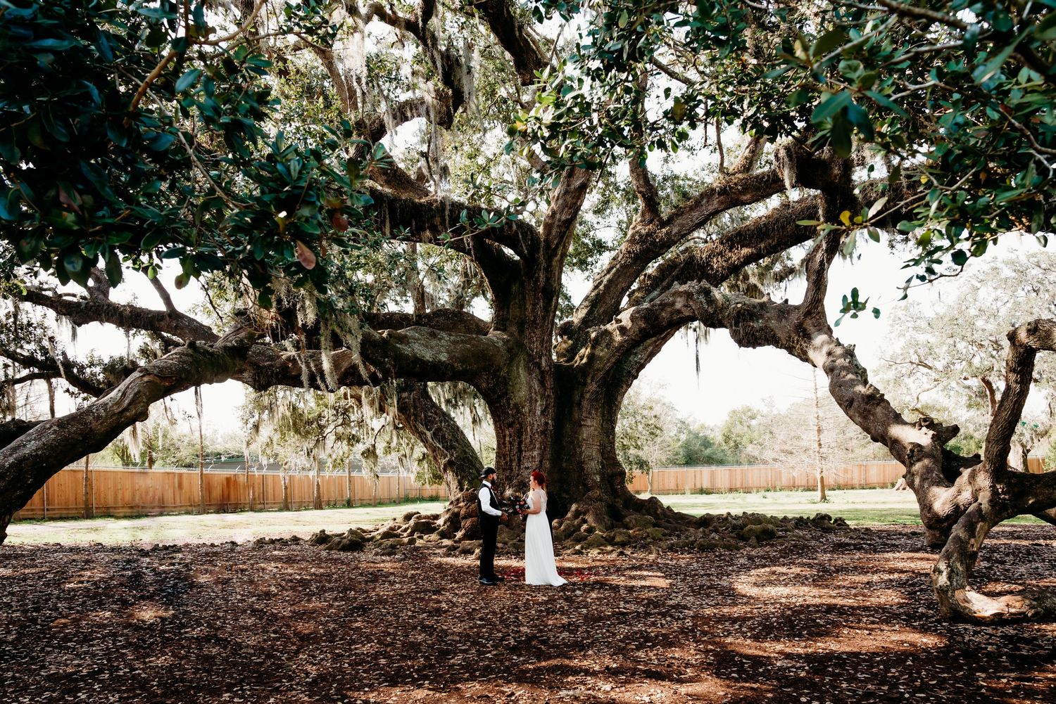 Audubon Park, New Orleans, elopement, couples portrait, micro wedding, bride, groom, Tree of Life